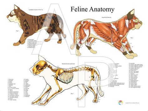 Cat Anatomy Posters 18 X 24