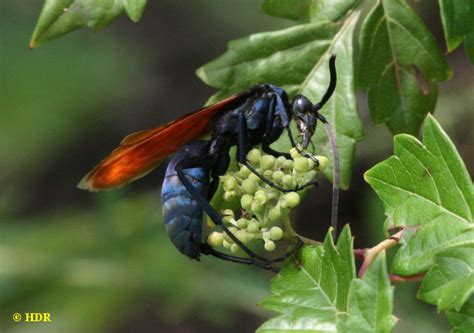 Males patrol hilltops and rocky slopes in search of females. Pompilid wasps