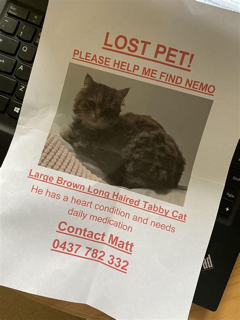 Lost Cat South Yarra Found This Poster On Darling Street Rmelbourne