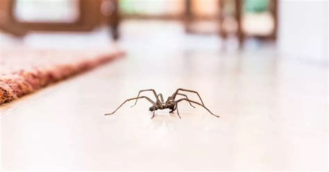 Spiders To Invade Irish Homes Laying 100 Eggs At A Time As Experts List