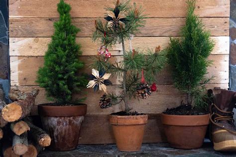 How To Care For A Living Christmas Tree