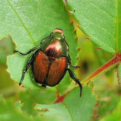 Wintergreen essential oils have shown promise in repelling japanese beetles. Facts about Japanese Beetles | Elite Tree Care