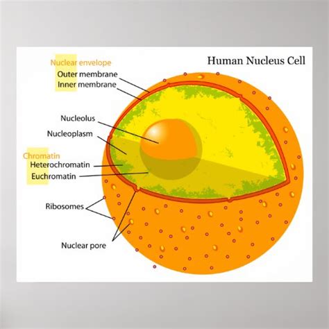 Noyau De La Cellule Noyau Cellulaire