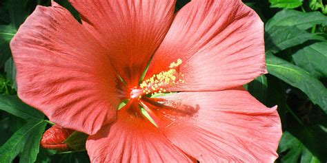Tropical Hibiscus Care Feeding And Growth Platt Hill Nursery Blog
