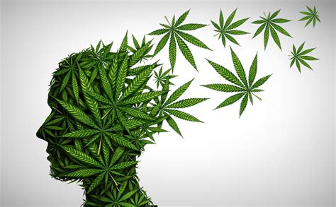 significant association between cannabis use and psychotic disorders