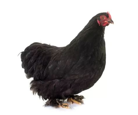 Pekin Chicken Breed Profile Eggs Height Size Care Guide