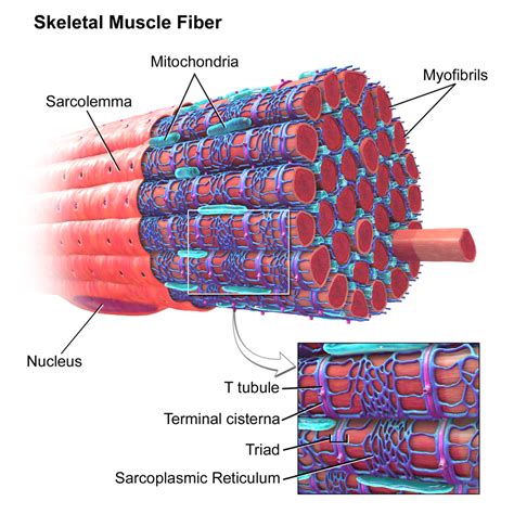 SR Tethered Mitochondria Muscle Glycogen