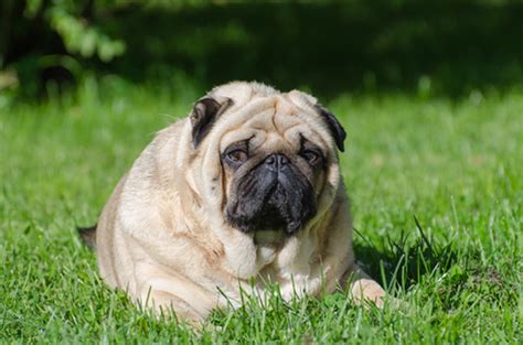 Usually uncle patrick gets me mcnuggets, he i just discovered a blog solely dedicated to pictures of fat dogs ( @fatdogblog ). A Group Fighting Pet Obesity Says Most U.S. Dogs Are Fat