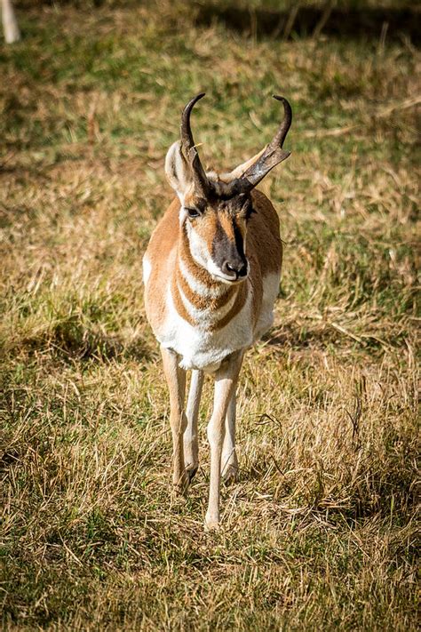 Antelope Photograph By Paul Freidlund Pixels