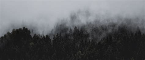 Download Wallpaper 2560x1080 Forest Fog Nature Trees Pines Dual