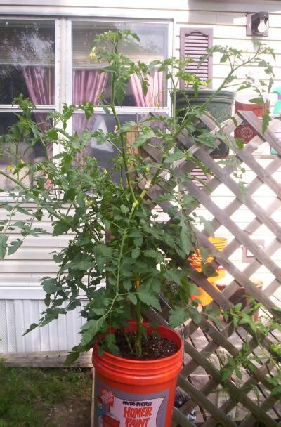 Growing Tomatoes In Containers Thriftyfun
