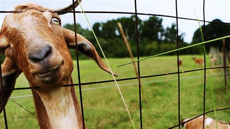 Funny Goat Pictures Wallpapers 67 Wallpapers 3d Wallpapers