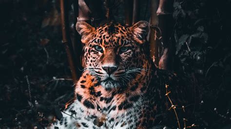 Leopard Big Cat Predator Forest