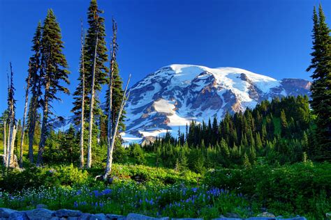 Usa Parks Mountains Scenery Mount Rainier Trees Fir Grass Nature