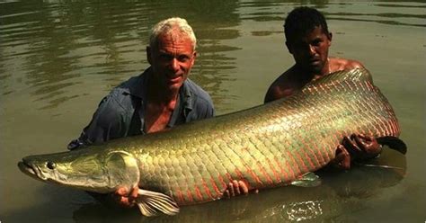 7 Biggest Wels Catfish Ever Caught In The Wild Page 5 Yourfunniest