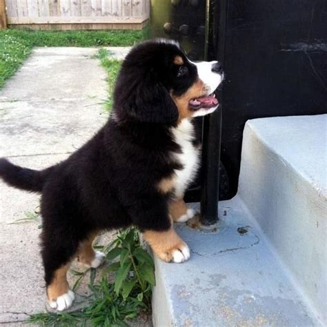 Bernese Mountain Dog For Sale In Wisconsin 3 Petzlover