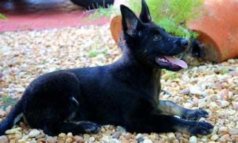 Male Bicolor German Shepherd Puppy For Sale In Miami Florida