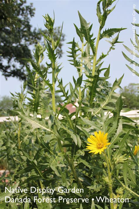 Compass Plant Is In Bloom At Danada Forest Preserves