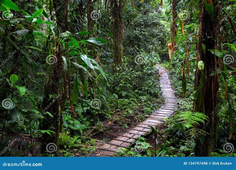 Rain Forest Trail In The Amazon Rainforest Stock Photo Image Of