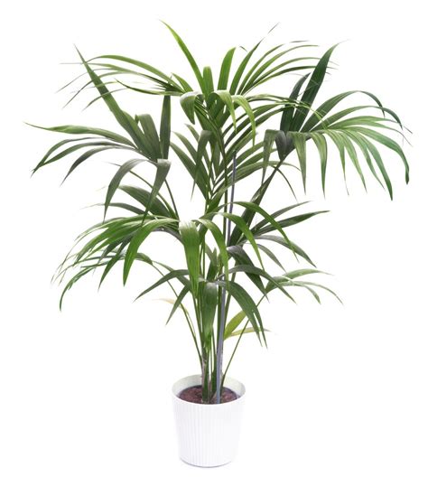 Care Of Kentia Palm Tree Indoors