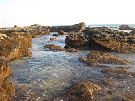 Our crystal cove beach experience. Low tide (tide pool) - Picture of Crystal Cove Beach ...