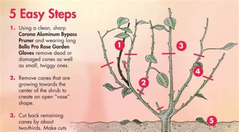 How To Prune Roses A Complete Guide For Beautiful Blooms Ihsanpedia
