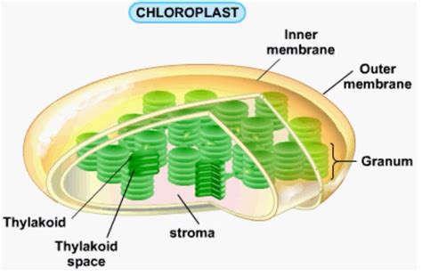 Maybe you would like to learn more about one of these? 12 best images about bio mlcak ale cell structure and ...