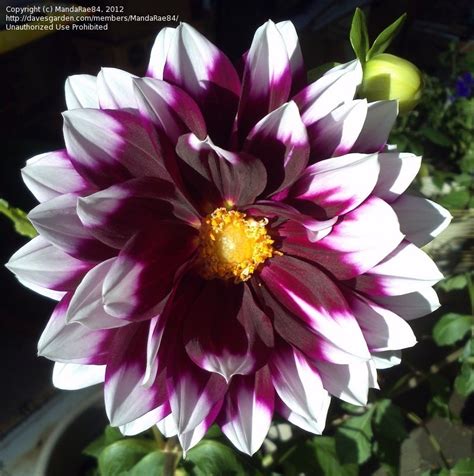 Best annual flowers for florida. Beginner Gardening: Flowers you can plant in July/Aug in ...