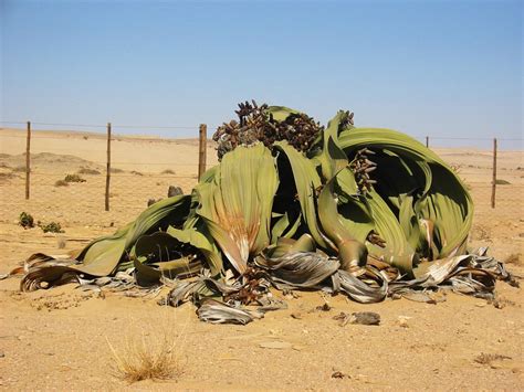Welwitschia Mirabilis The Worlds Toughest Plant Insureandgo