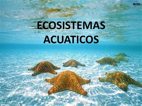 Calaméo Ecosistemas Acuaticos