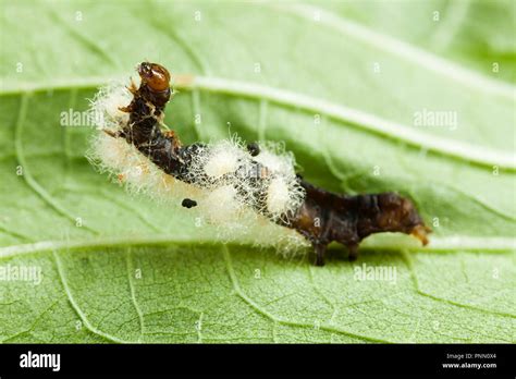 Cocoons Of Parasitic Wasp On A Caterpillar Parasitoid Wasp Cocoons