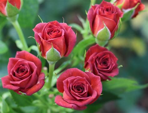 Rose Spray Chococcino Ca Florabundance Wholesale Flowers