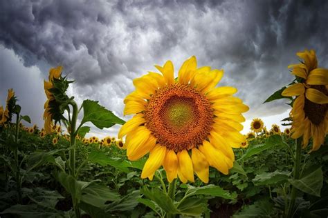 2048x1365 Sunflower 1080p High Quality Coolwallpapersme