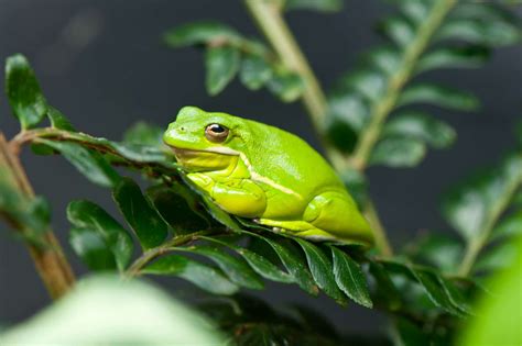 Photograph Of A Green Frog At The Vancouver Aquarium