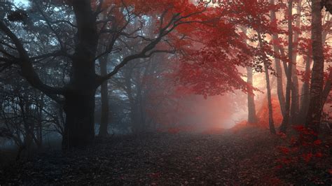 1920x1080 Trees Road Autumn Leaves Fog Forest Coolwallpapersme