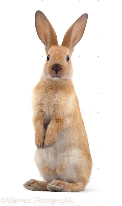 A Brown Rabbit Sitting On Its Hind Legs