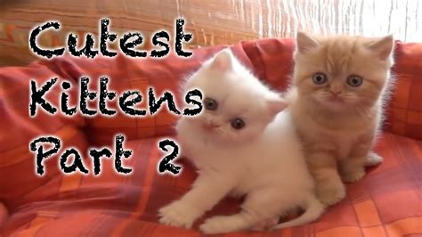 Cutest Kittens Compilation Part 2 Youtube