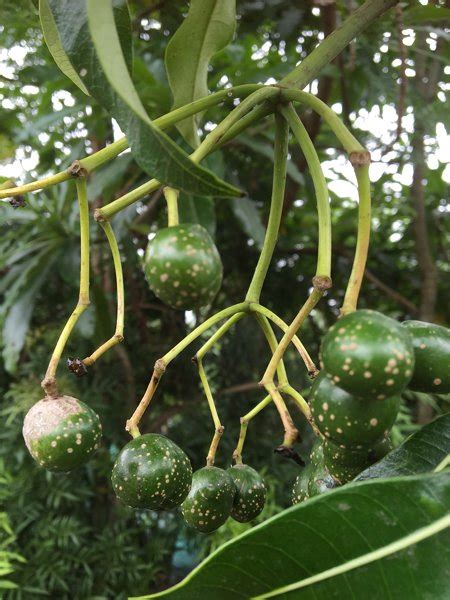 Rauvolfia Caffra Cjm Tree Growers