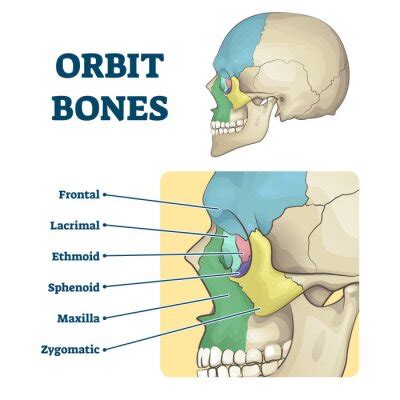 Oral Cavity Anatomy With Educational Labeled Structure Vector Wall