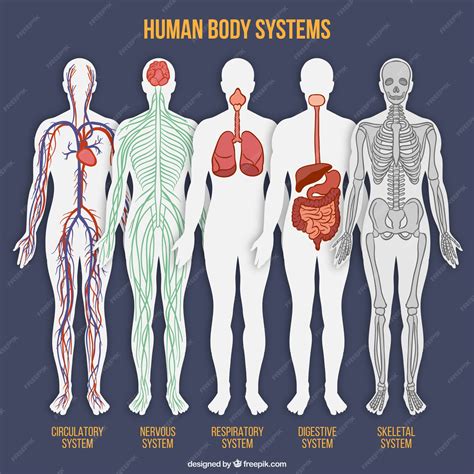 Detalle 43 Imagen Dibujos De Los Sistemas Del Cuerpo Humano