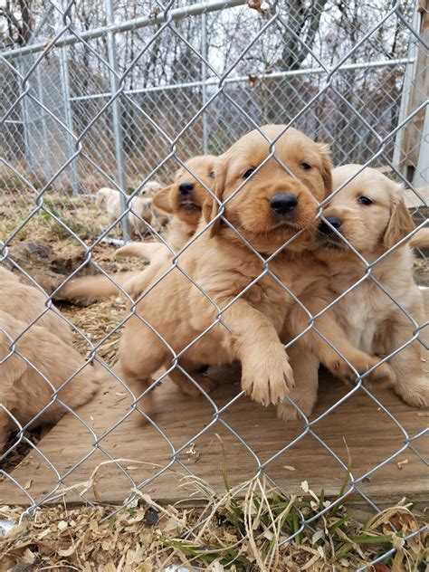 Premier golden retriever breeders for golden retriever puppies in four colors white cream, light blonde, caramel, and auburn. Golden Retriever Puppies For Sale | Harrisonburg, VA #285313
