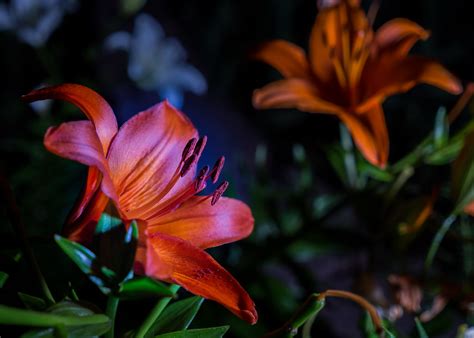 Night Flowers 12 Of 26 Scott Eckley Flickr