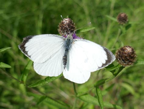 Butterfly Conservation Ireland Irish Butterfly Website