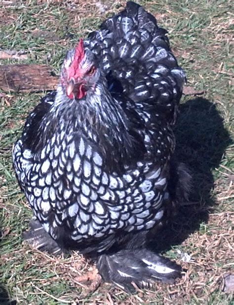 Silver Laced Cochin Bantams Backyard Chickens Learn How To Raise