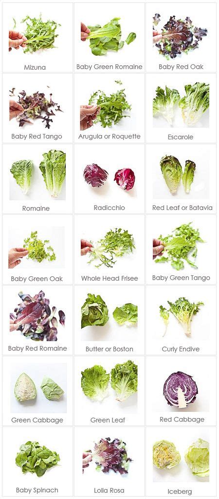 Lettuce Varieties Names Types Of Lettuce Healthy Food Info