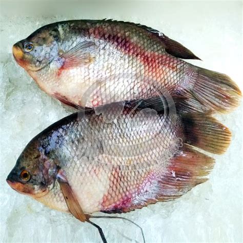 Jual Jual Ikan Gurame Segar Per Kg Di Lapak Pelelangan Ikan Shop