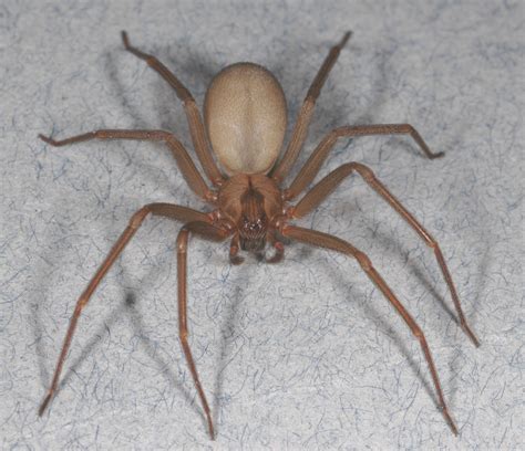 Brown Recluse Pest Management Tips For The Spider That S Not As Common As You Think