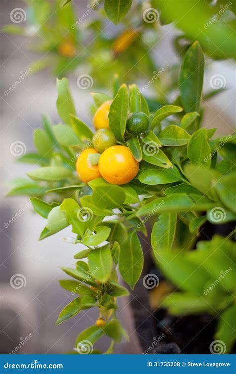 Orange Tree Stock Photo Image Of Horticulture Garden 31735208