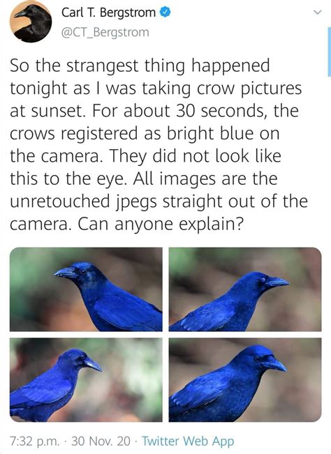 Magic Blue Crows Rcrows