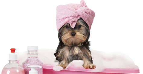 Pet grooming in dallas, tx. Introducing your puppy to grooming